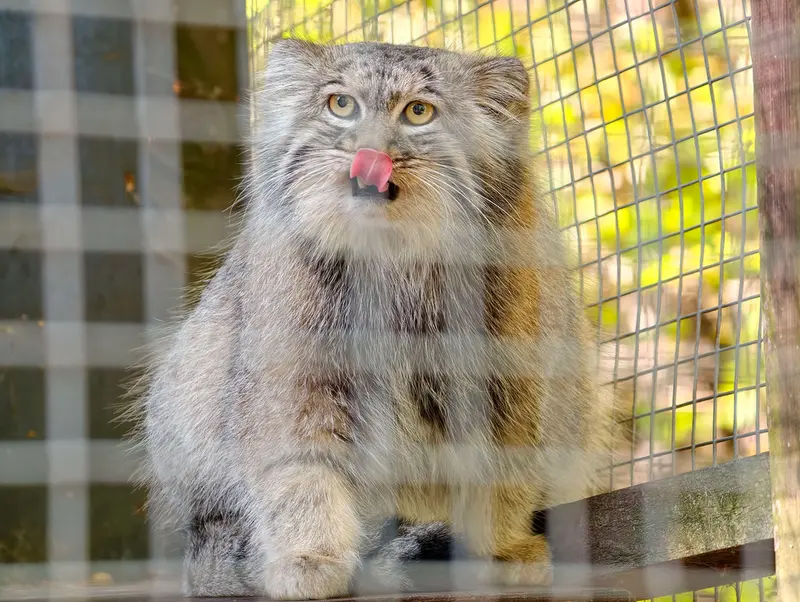 A photograph of Aysen in Košice Zoo