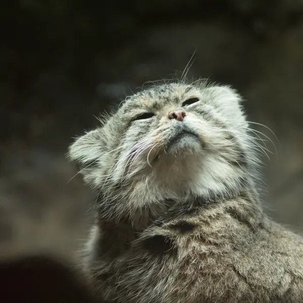 A photograph of Primula in Ueno Zoological Gardens