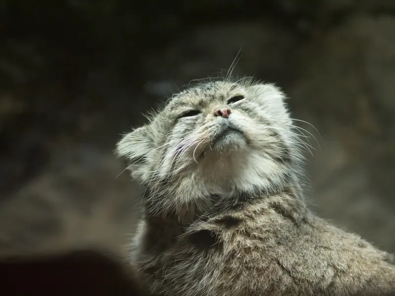 A photograph of Primula in Ueno Zoological Gardens