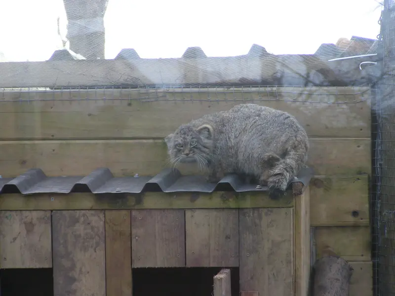 A photograph of Altai in The Lakeland Wildlife Oasis