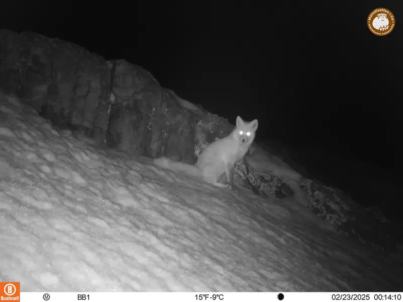 A photograph of Red fox from Aktas-Kunkora camera trap