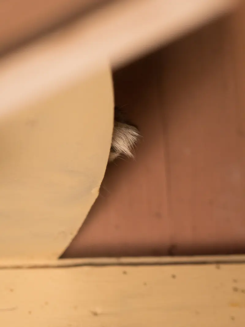 A photograph of Oto in Saitama Children's Zoo