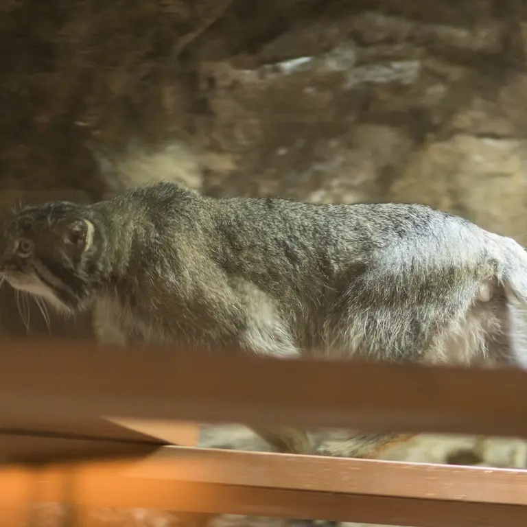 A photograph of Klyon in Ueno Zoological Gardens