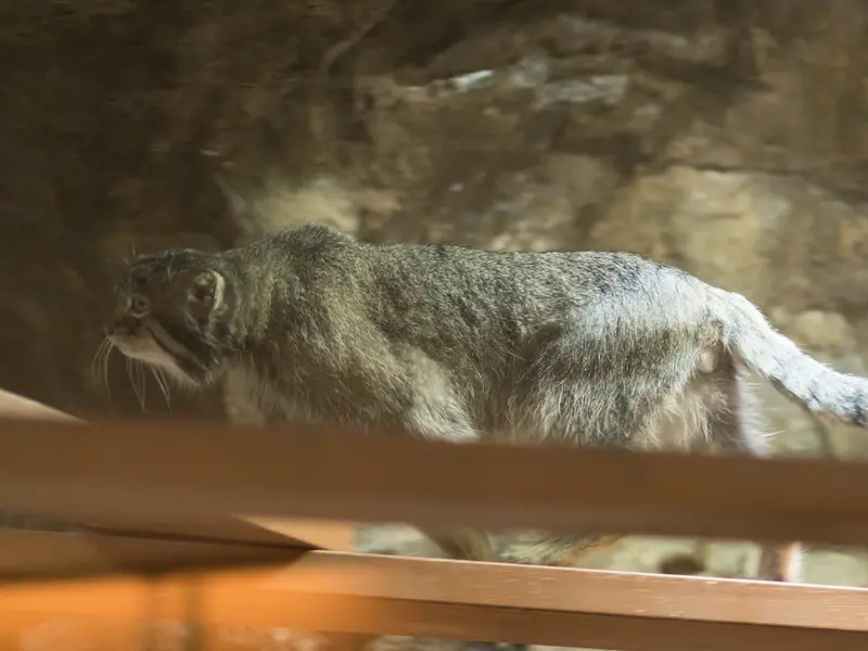 A photograph of Klyon in Ueno Zoological Gardens