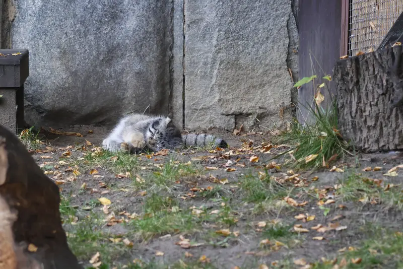 A photograph of a Pallas's cat