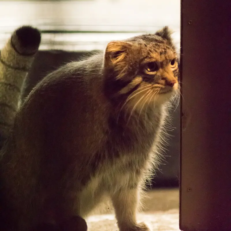 A photograph of Figa in Nogeyama Zoo