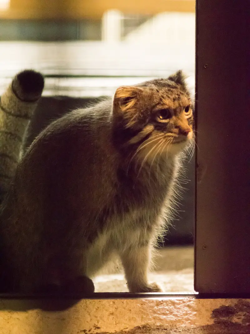 A photograph of Figa in Nogeyama Zoo