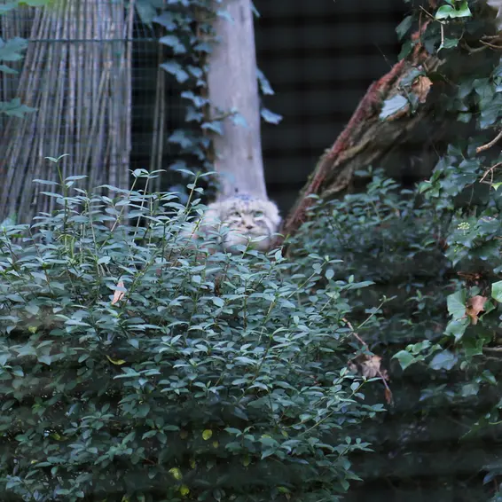 A photograph of Dersu in Dessau Zoo