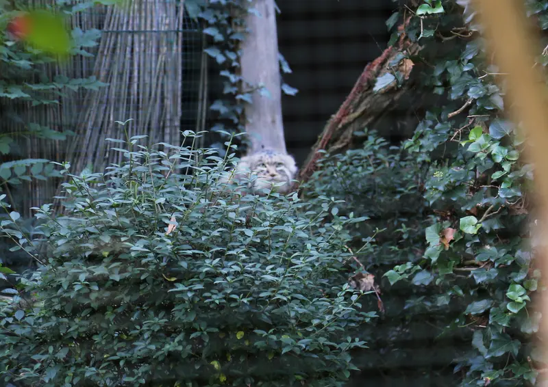 A photograph of Dersu in Dessau Zoo