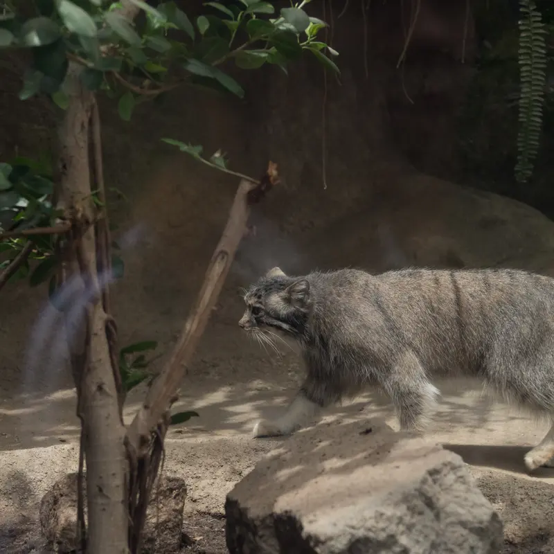 A photograph of Az in Kobe Animal Kingdom