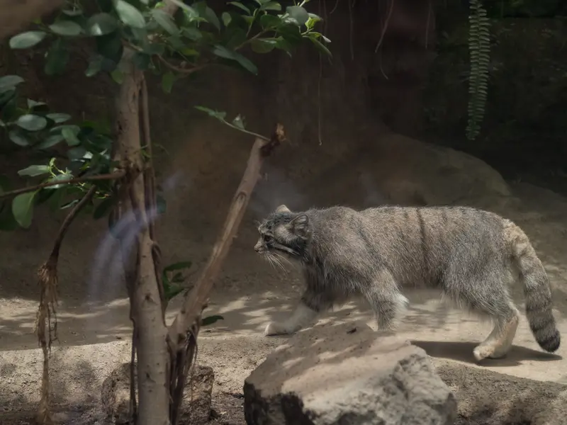 A photograph of Az in Kobe Animal Kingdom