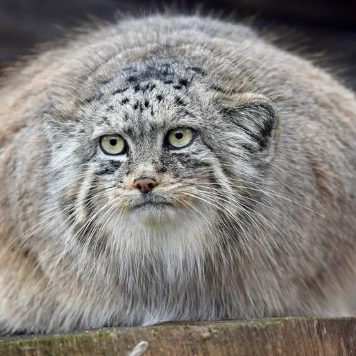 A photograph of Rosa in Brno Zoo