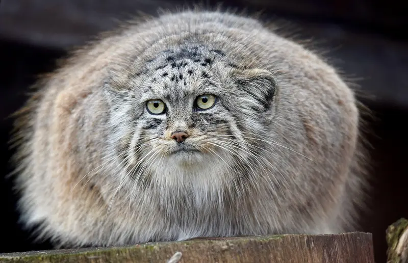 A photograph of Rosa in Brno Zoo