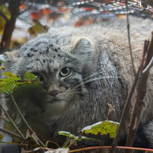 A photograph of Altai in Gdansk Zoo