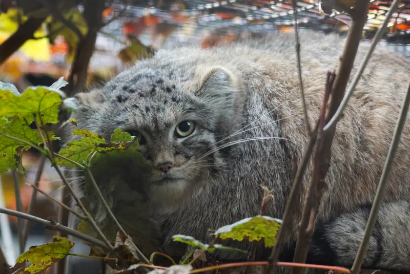 A photograph of Altai in Gdansk Zoo