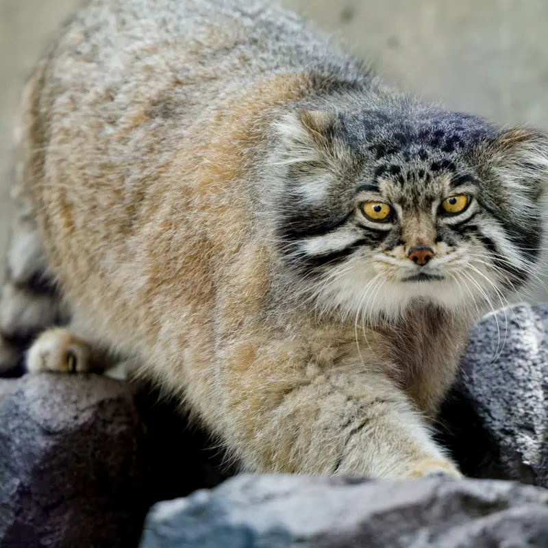 A photograph of Grusha in Asahiyama Zoo