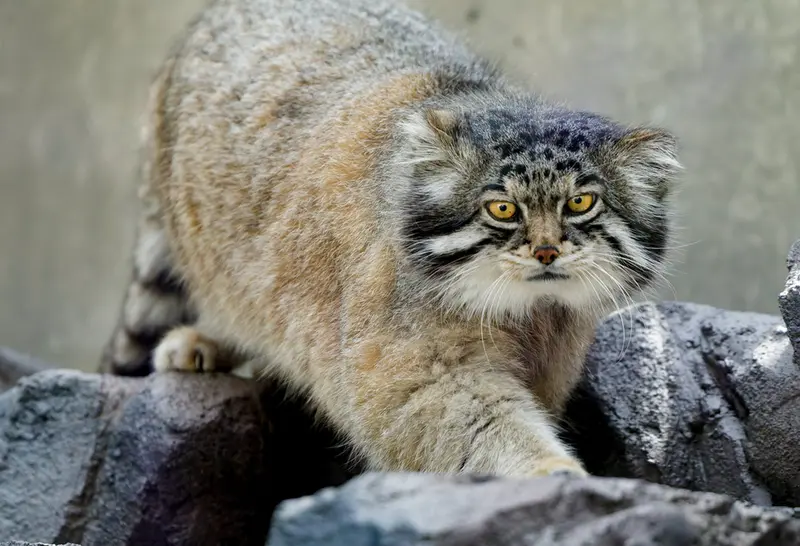 A photograph of Grusha in Asahiyama Zoo