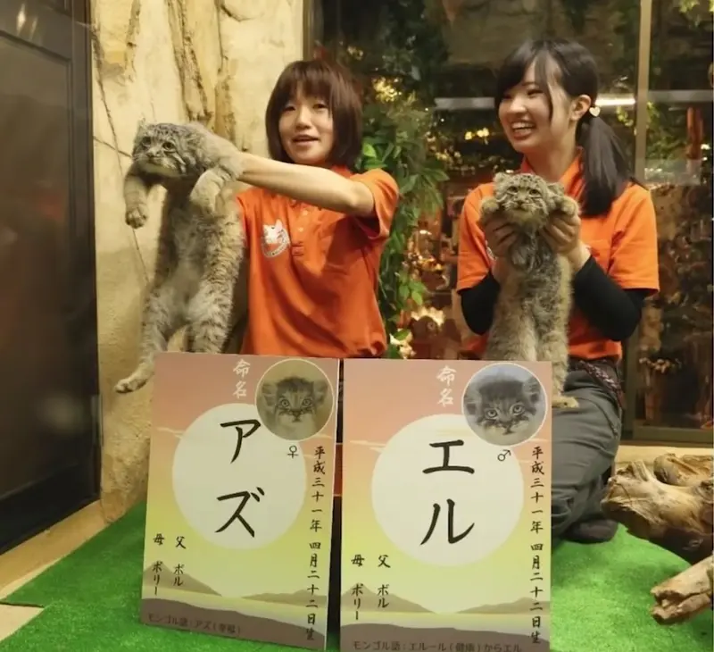 A photograph of a Pallas's cat