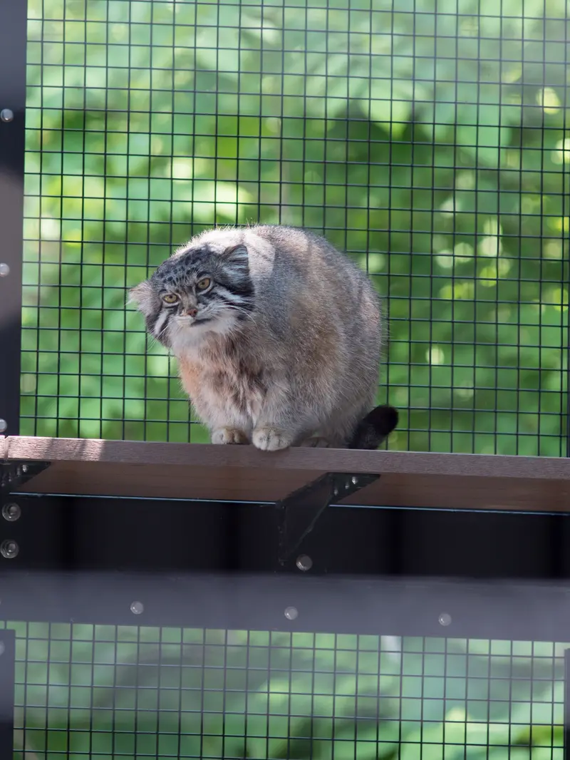 A photograph of Grusha in Asahiyama Zoo