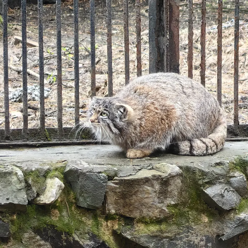 A photograph of Grey in Novosibirsk Zoo