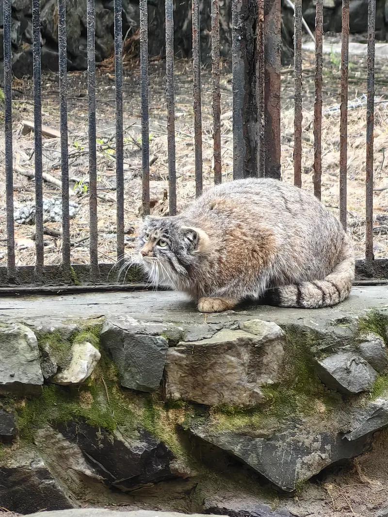 A photograph of Grey in Novosibirsk Zoo
