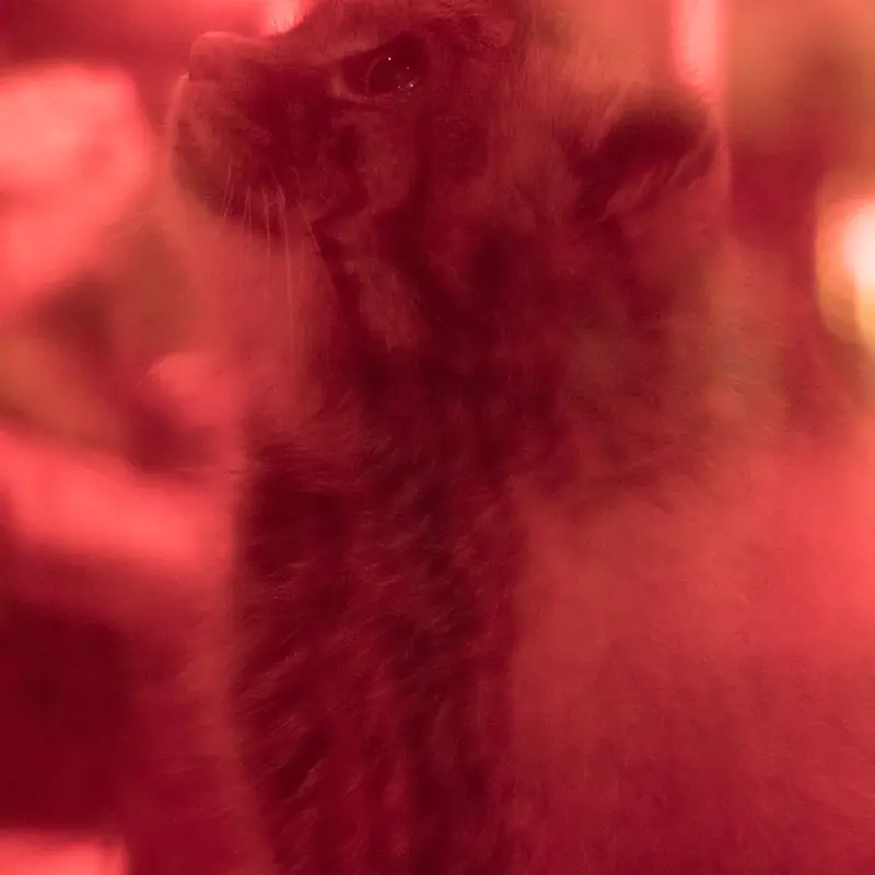 A photograph of Naim in Ueno Zoological Gardens