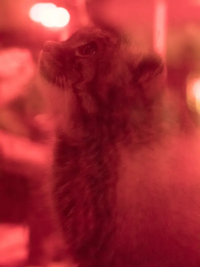A photograph of Naim in Ueno Zoological Gardens