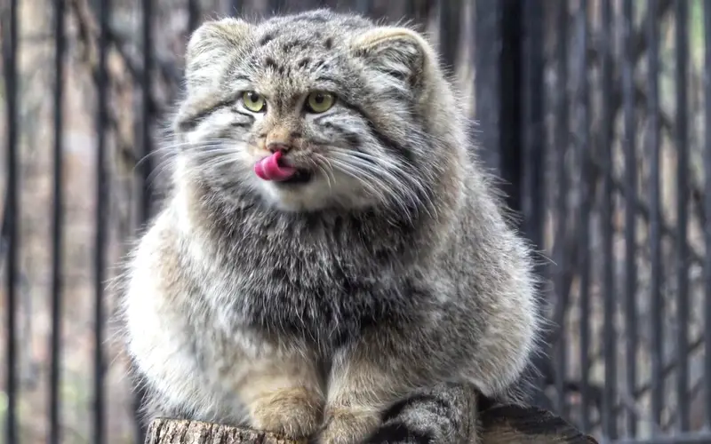 A photograph of a Pallas's cat