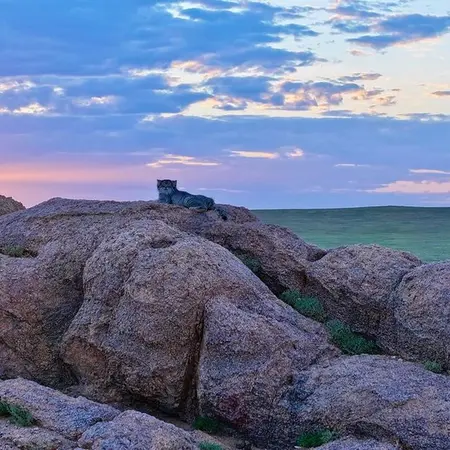 A photograph of a Pallas's cat