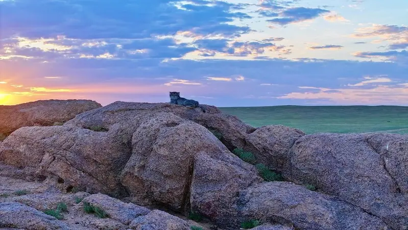 A photograph of a Pallas's cat