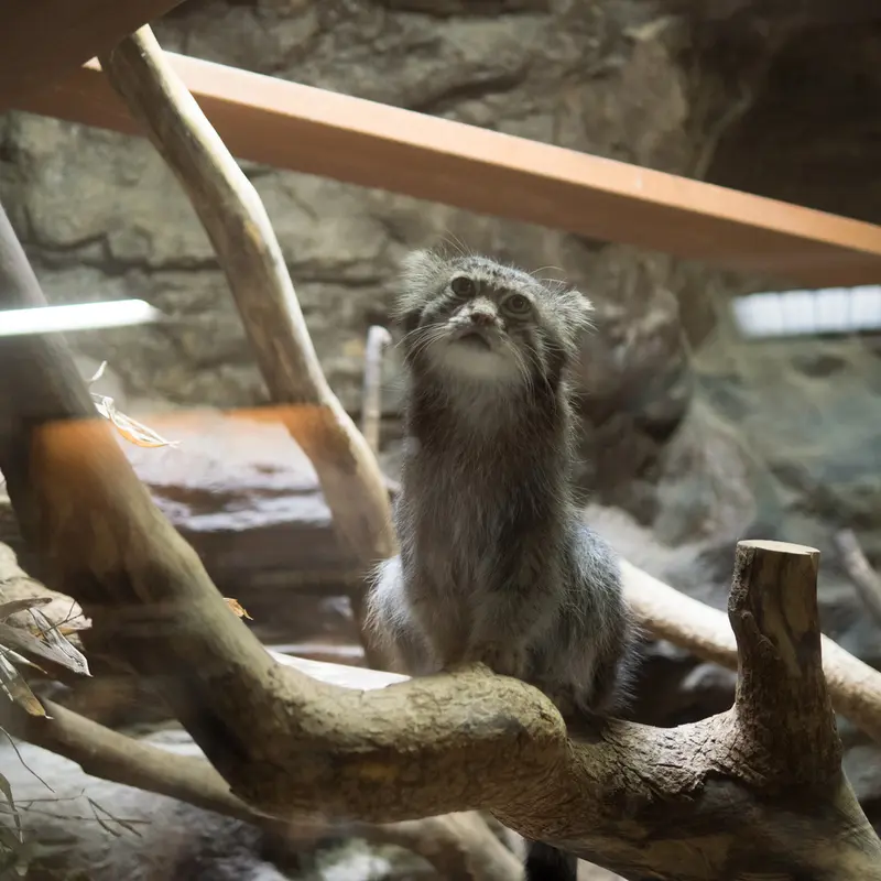 A photograph of Klyon in Ueno Zoological Gardens
