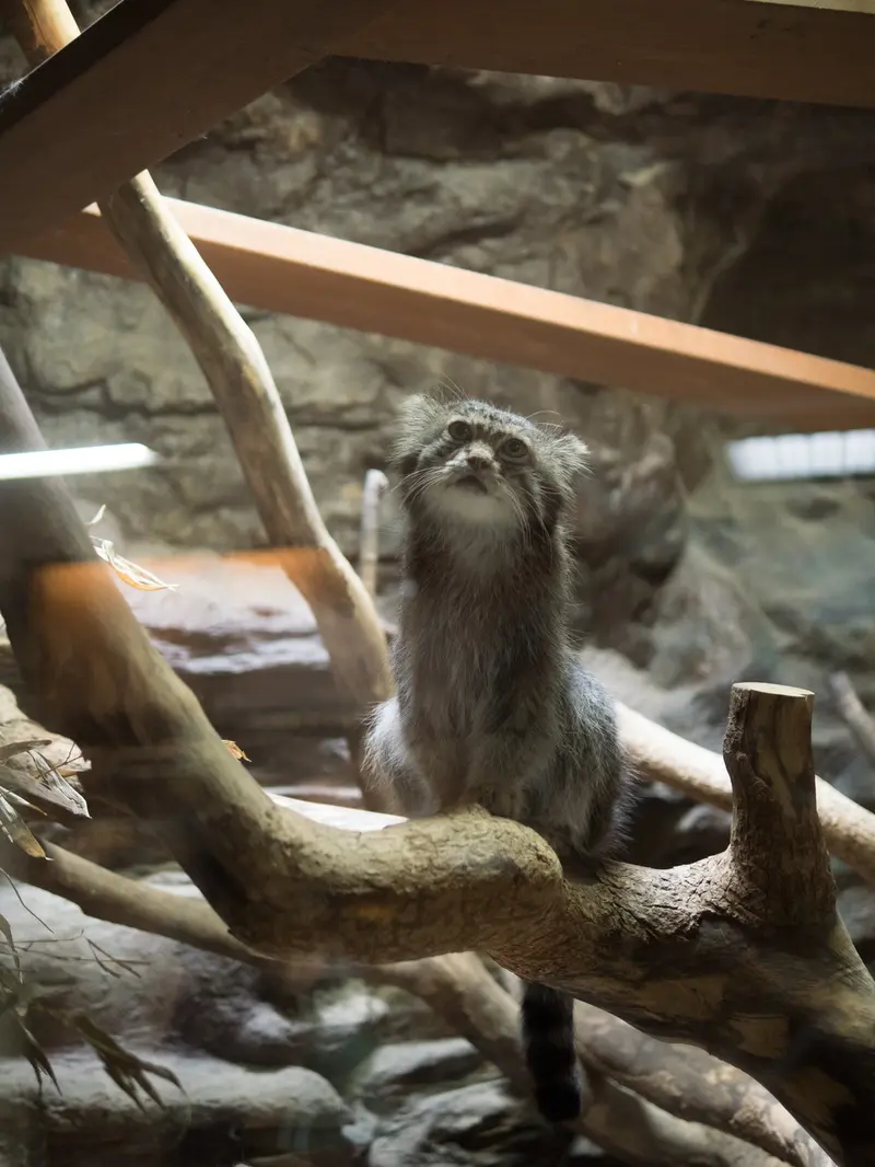 A photograph of Klyon in Ueno Zoological Gardens