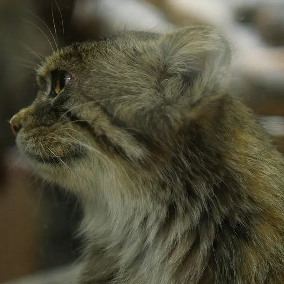 A photograph of a Pallas's cat in Ueno Zoological Gardens