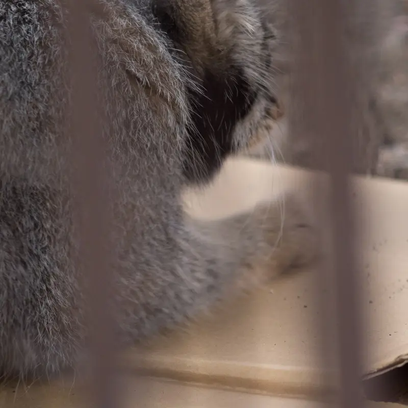 A photograph of Figa in Nogeyama Zoo