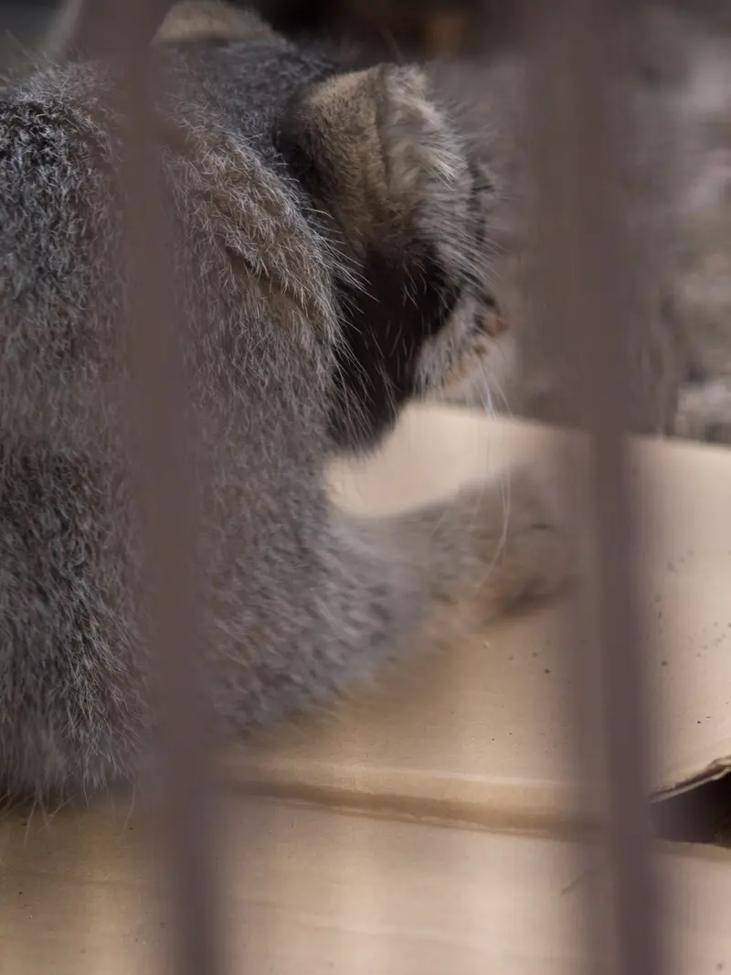 A photograph of Figa in Nogeyama Zoo