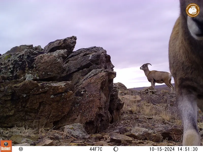 A photograph of Argali from Karashoky camera trap