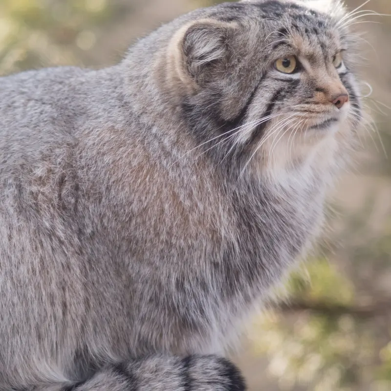 A photograph of Nagomu in Nasu Animal Kingdom
