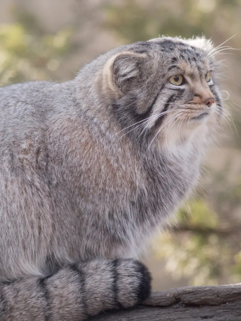 A photograph of Nagomu in Nasu Animal Kingdom
