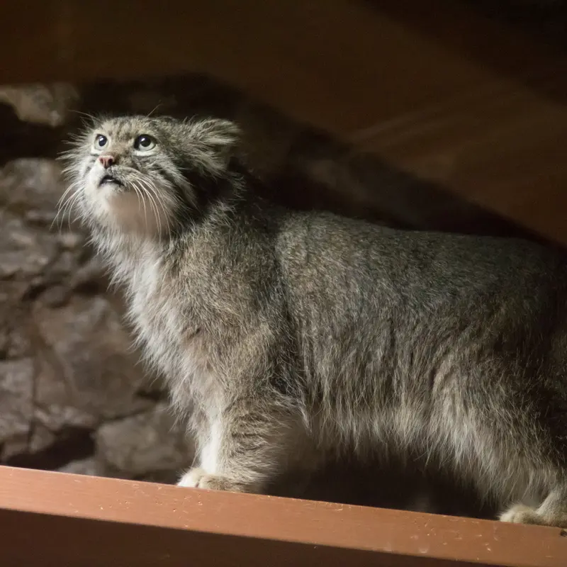 A photograph of Klyon in Ueno Zoological Gardens