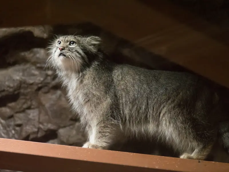A photograph of Klyon in Ueno Zoological Gardens