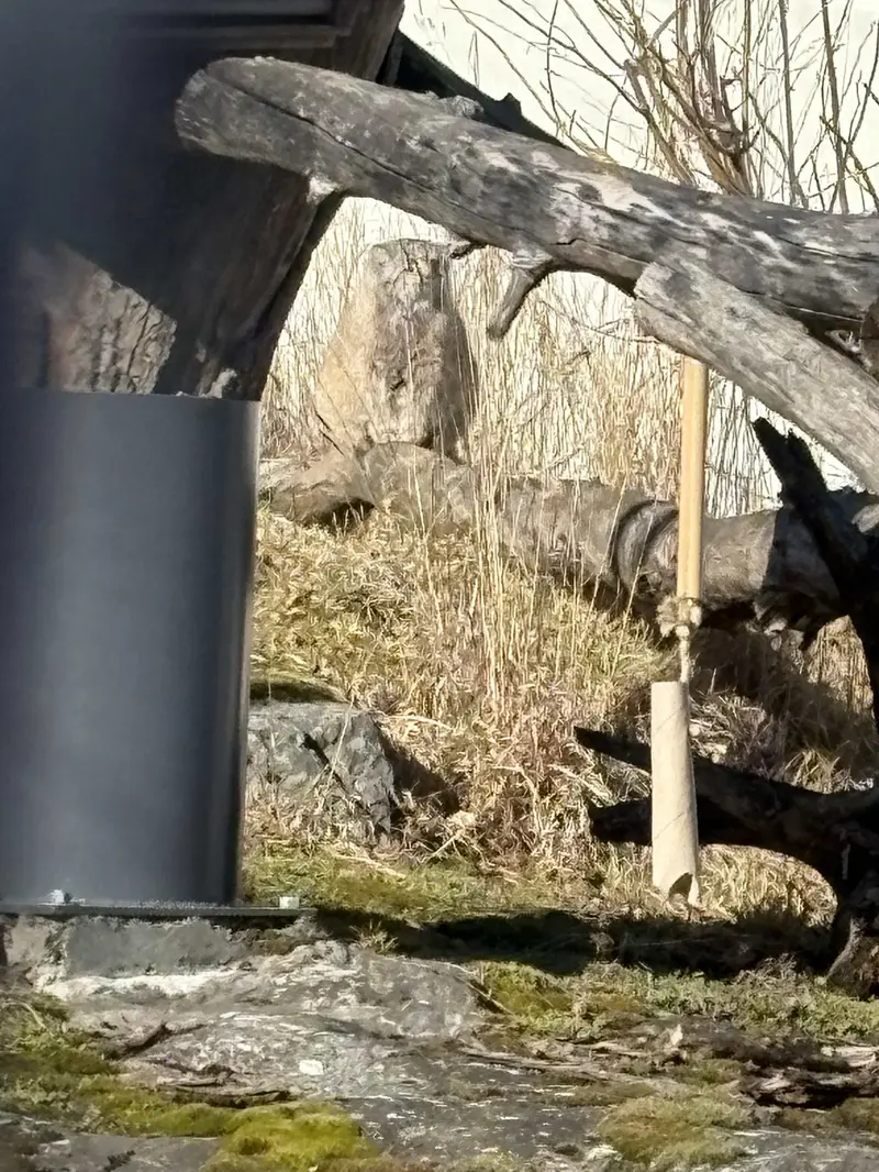 A photograph of Mimi in Korkeasaari Zoo