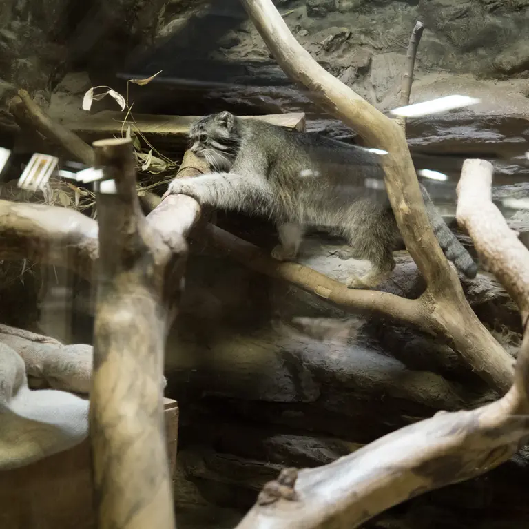 A photograph of Klyon in Ueno Zoological Gardens