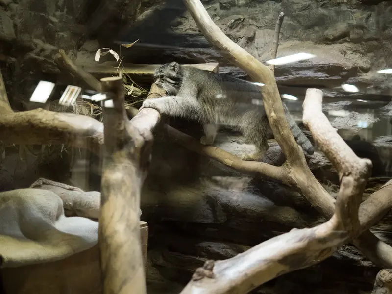 A photograph of Klyon in Ueno Zoological Gardens