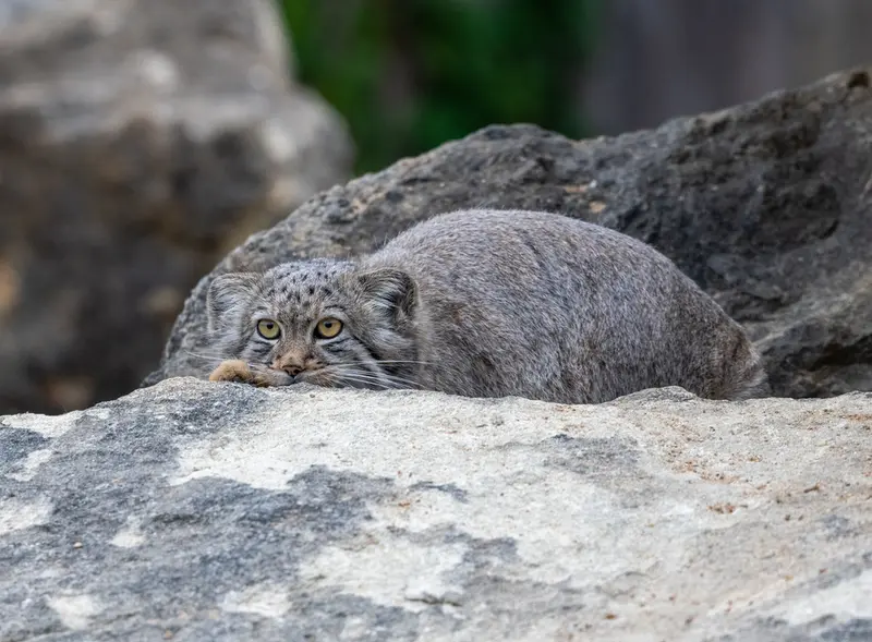 A photograph of Kharaa in Port Lympne Wild Animal Park