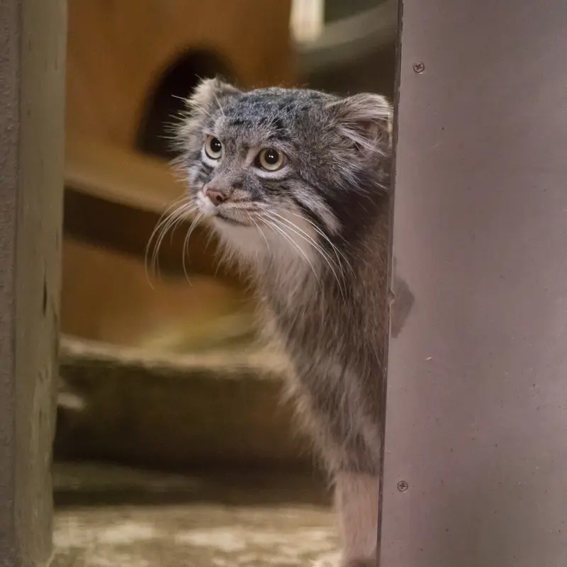 A photograph of Figa in Nogeyama Zoo