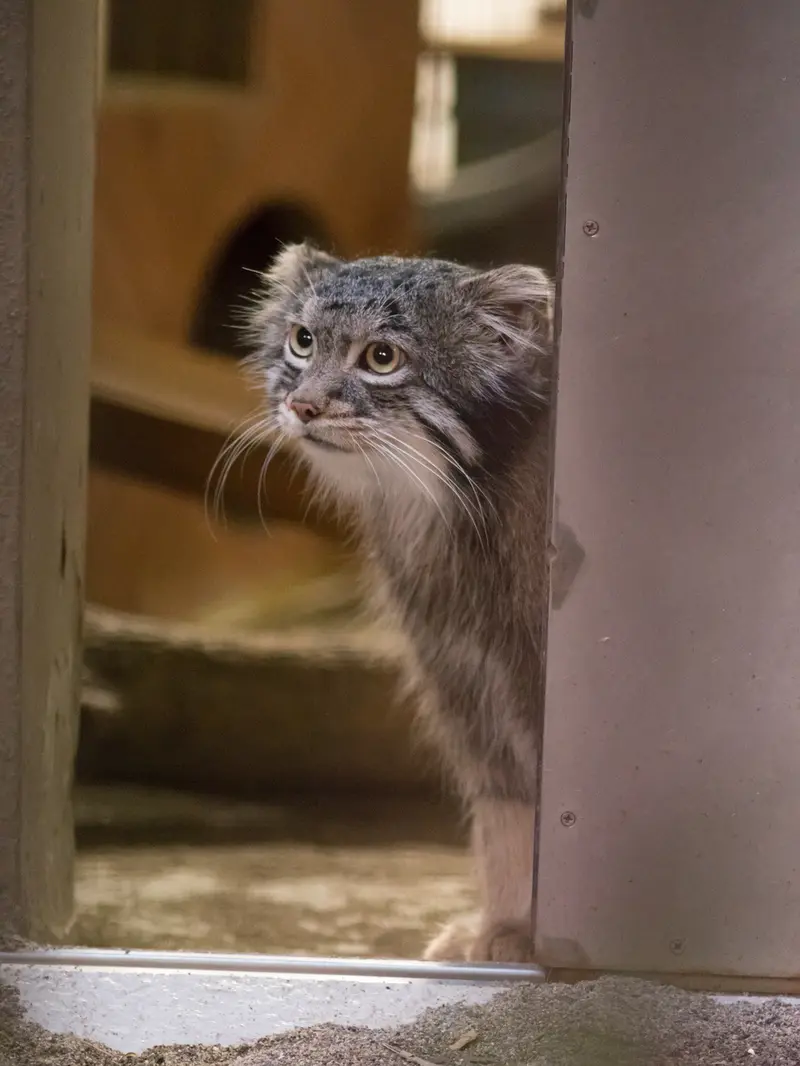 A photograph of Figa in Nogeyama Zoo
