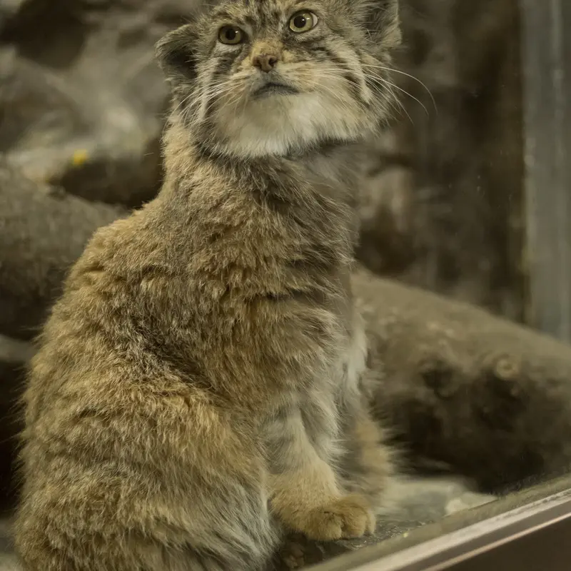 A photograph of Primula in Ueno Zoological Gardens