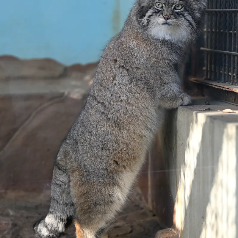 A photograph of Iris in Kobe Oji Zoo
