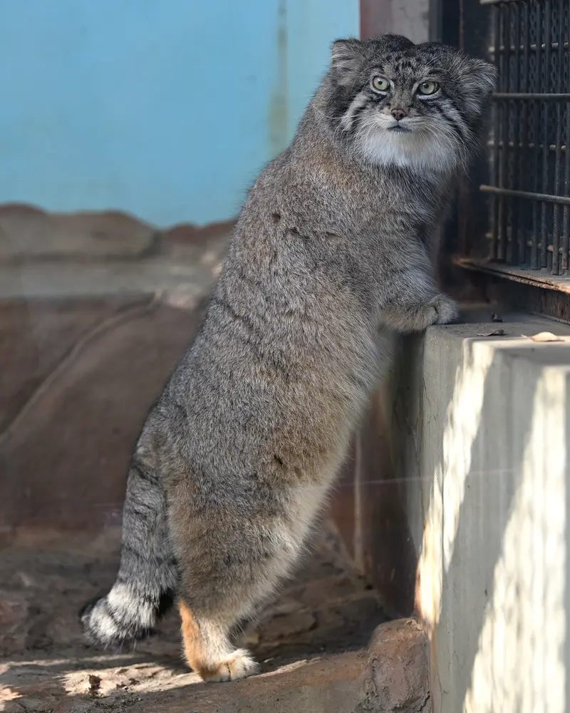 A photograph of Iris in Kobe Oji Zoo