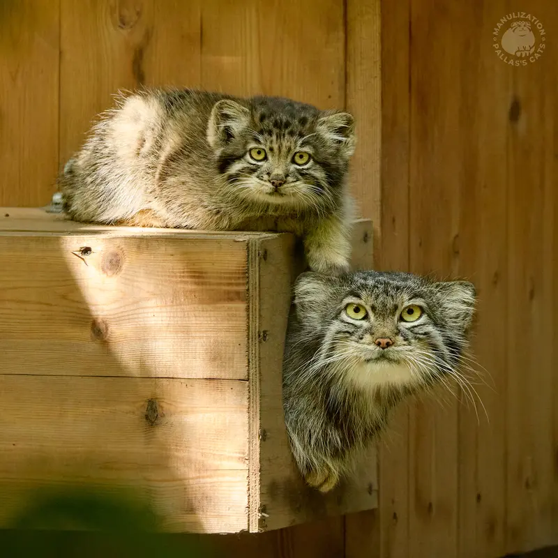 A photograph of Snezhinka and Katun in Novosibirsk Zoo